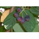Amelanchier lamarckii, krentenboom