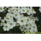 Cornus florida, veelbloemige kornoelje