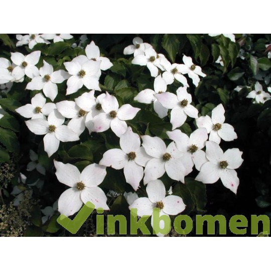 Cornus kousa chinensis