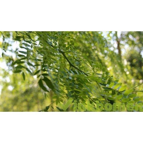 Gleditsia triacanthos f. inermis