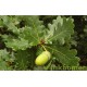 Quercus Robur, zomereik