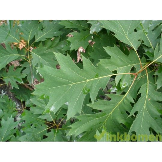 Quercus Rubra, Amerikaanse eik