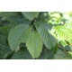 Carpinus Betulus, haagbeuk, haagplanten