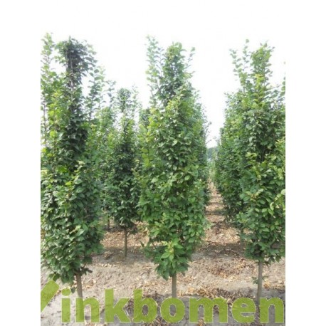 Carpinus betulus Lucas, zuilhaagbeuk