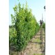 Quercus robur Fastigiata Koster, zuileik
