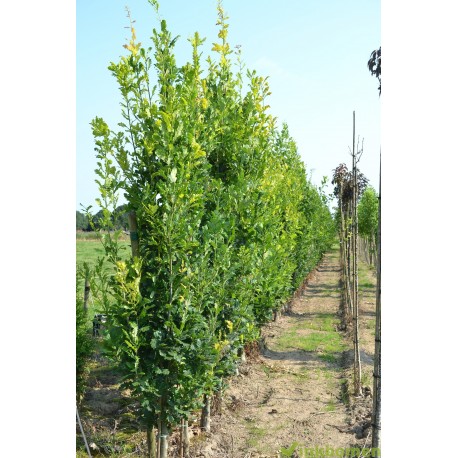 Quercus robur Fastigiata Koster, zuileik