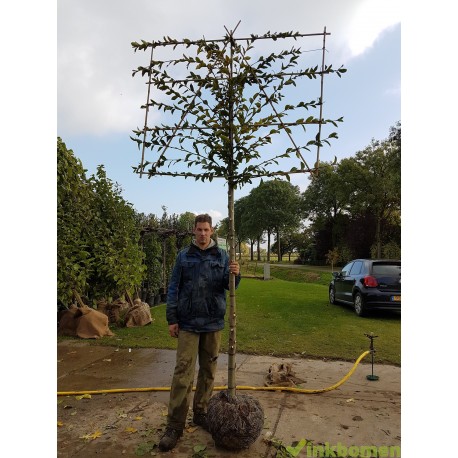 leibeuk, Carpinus betulus  Lucas