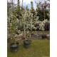 Sierappel struik, Malus red Sentinel struik 