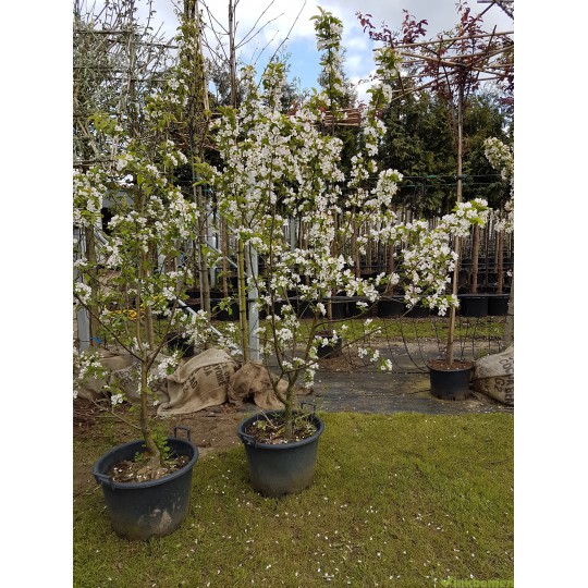 Sierappel struik, Malus red Sentinel struik 