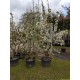 Sierappel struik, Malus red Sentinel struik 