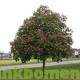 Aesculus carnea Briotii., 