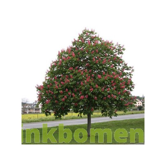 Aesculus carnea Briotii., 