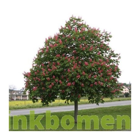 Aesculus carnea Briotii., 