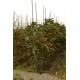 Castanea sativa, tamme kastanje