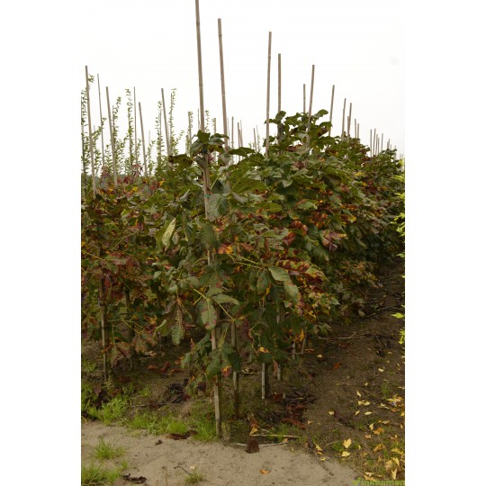Castanea sativa, tamme kastanje