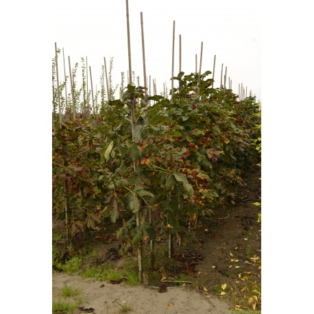 Castanea sativa, tamme kastanje