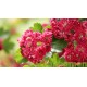 Crataegus med. Paul Scarlet, meidoorn