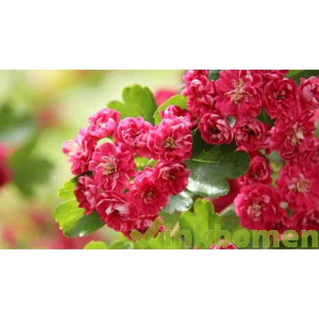Crataegus med. Paul Scarlet, meidoorn