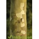 Leiplataan, Platanus Hispanica Acerifolia