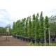 Liquidambar Slender Silhouette