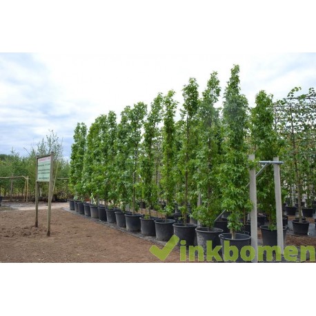 Liquidambar Slender Silhouette