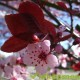 Prunus seracifera Nigra, Sierpruim