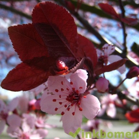 Prunus seracifera Nigra, Sierpruim