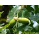 Quercus robur Fastigiata Koster, zuileik