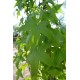 Liquidambar Slender Silhouette