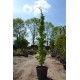 Liquidambar Slender Silhouette