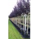 Prunus seracifera Nigra, Sierpruim