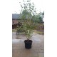 Betula Utilis Doorenbos, Witte berk
