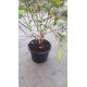 Betula Utilis Doorenbos, Witte berk