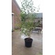 Betula Utilis Doorenbos, Witte berk