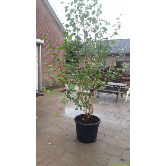 Betula Utilis Doorenbos, Witte berk