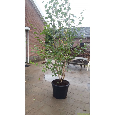 Betula Utilis Doorenbos, Witte berk