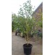 Betula Utilis Doorenbos, Witte berk