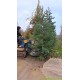 Mammoetboom, Sequoiadendron giganteum