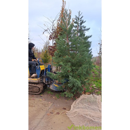 Mammoetboom, Sequoiadendron giganteum