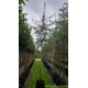 Pyrus salicifolia Pendula