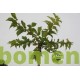 Dakmoerbei, Morus alba Fruitless